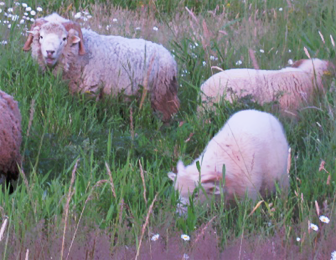 Flocks of Sheep